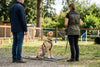 Köpek Eğitimi Neden Önemlidir?
