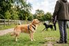 Köpeklerde Sosyalleşmenin Önemi
