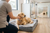 Köpek Pansiyonu Seçerken Nelere Dikkat Edilmeli?